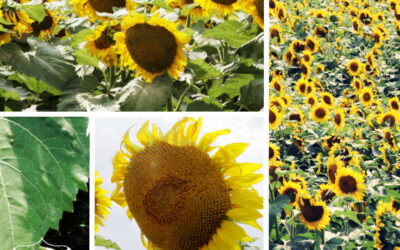 Darn Those Smarty Pants Sunflowers