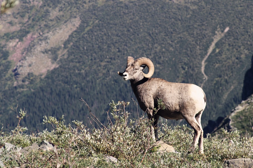 Big Horn Ram Glacier National Park