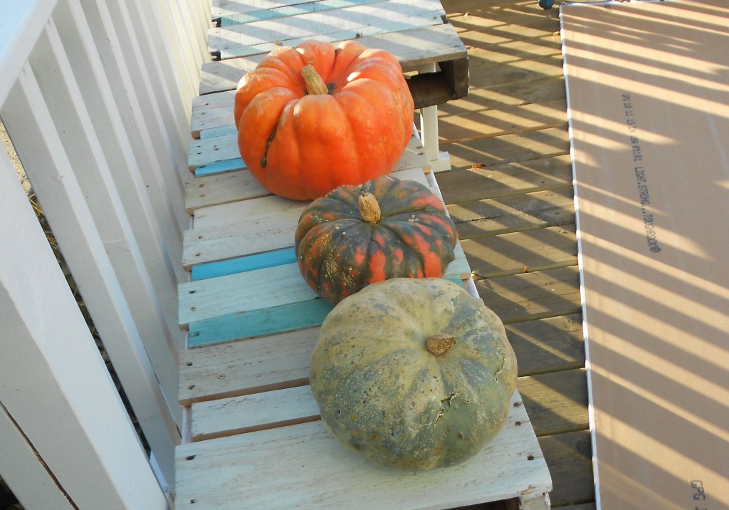 pumpkins