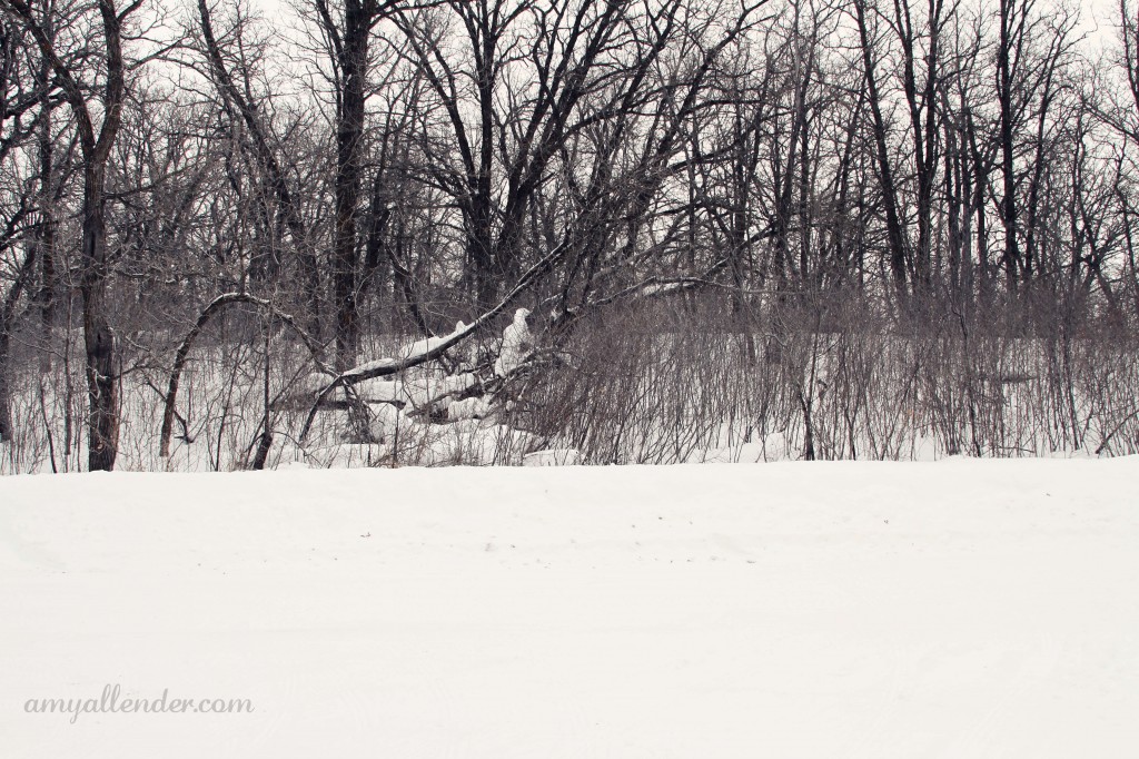 North Dakota Winter