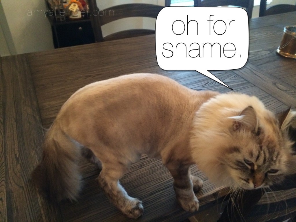 shamed cat