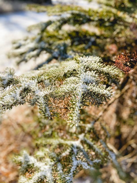 U-Cut Christmas Trees in Minot, ND