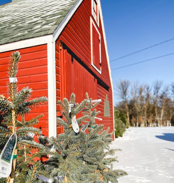 TC Nursery | Christmas Trees in Minot, ND